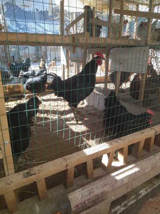 Qora shaxzoda tuxumlari