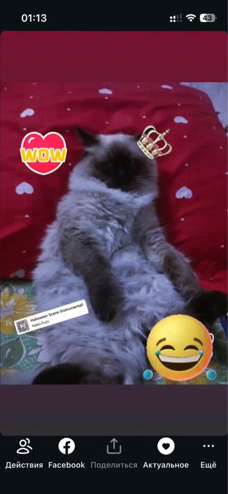 Вязка Сиамская порода чистокровная голубоглазая пушистая можем в гости