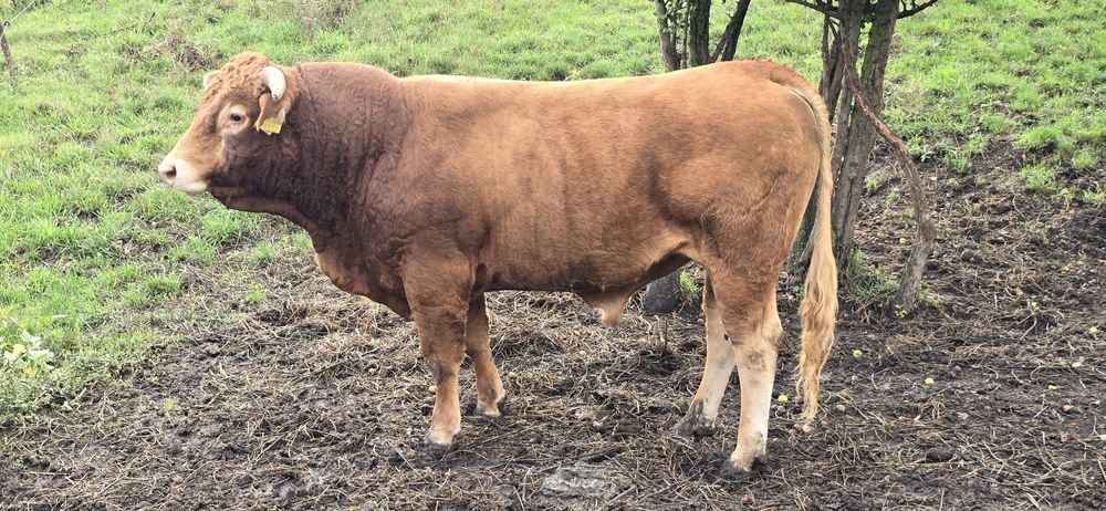 Taur vitel LIMOUSINE