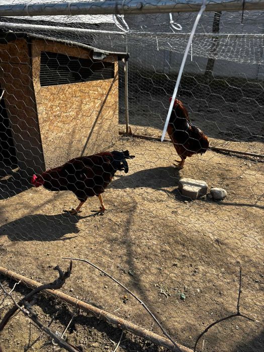 Cocosi de vanzare : Rasa Austrolop, Matase Japoneza , Araucana