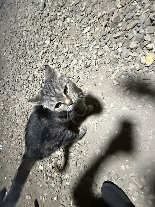 Котенку нужен дом