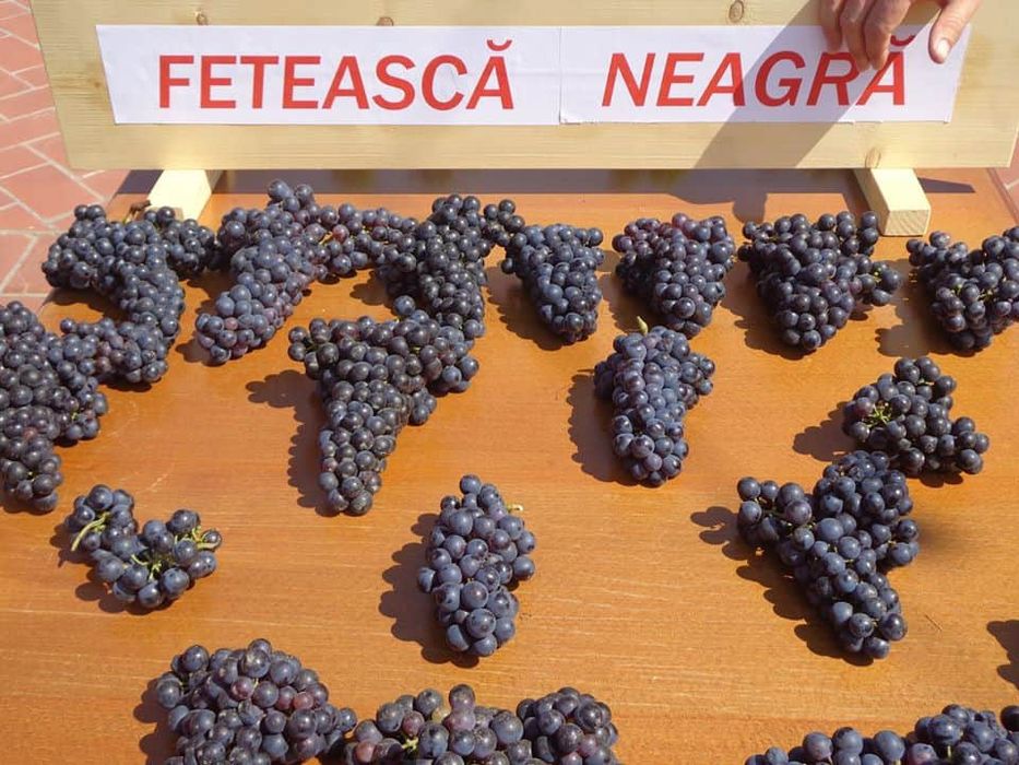 Vita de Vie  Nobila altoita de vin