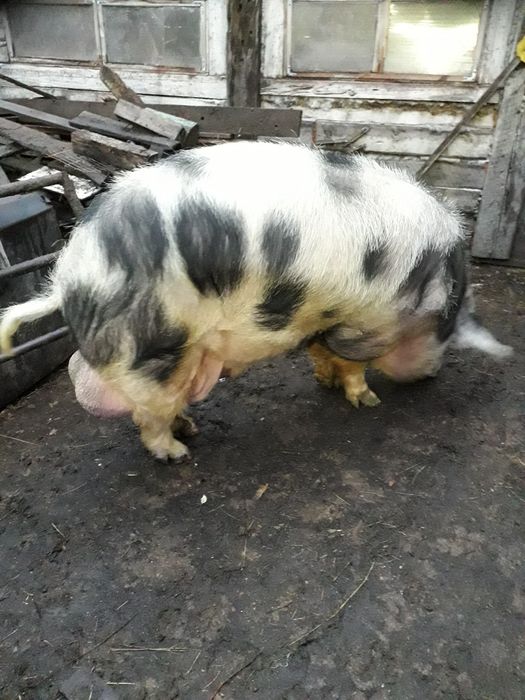 Хряк Ищет подруг