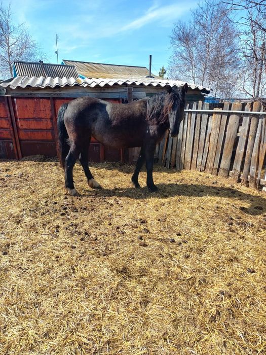 Продам кобылу жерёбую