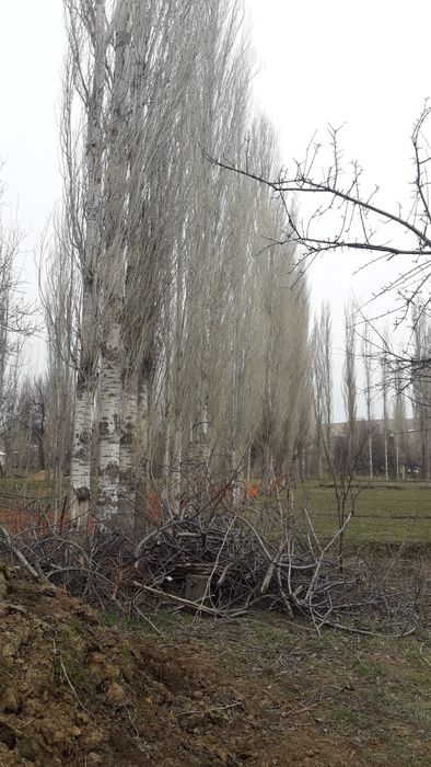 Продается Тополя