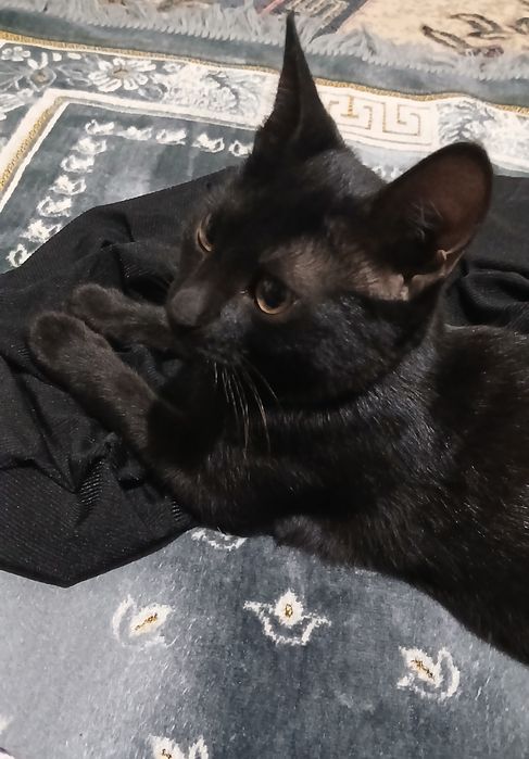 Отдам даром  домашний кот