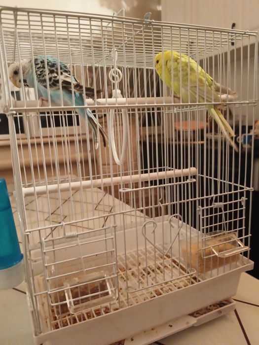 Папугай сатылады