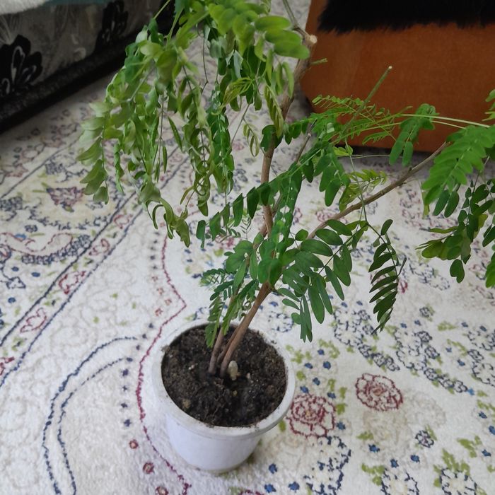 Продам цветок комнатный