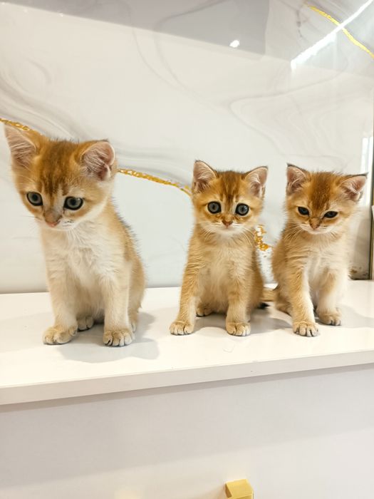 Золотая шиншилла