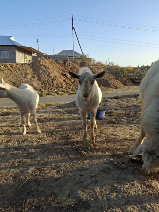 Продам козла.Заанен чистый