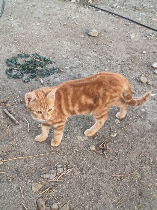 4 Котки 6 месеца