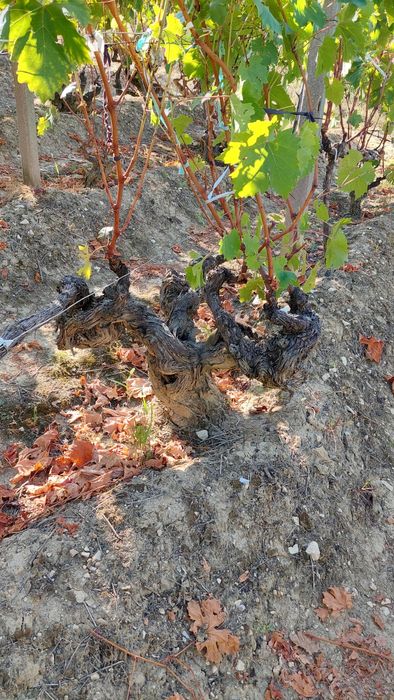 Продава се Къща в Враца, Студентски град - 30 кв.м за 442 €/кв.м - Снимка #7