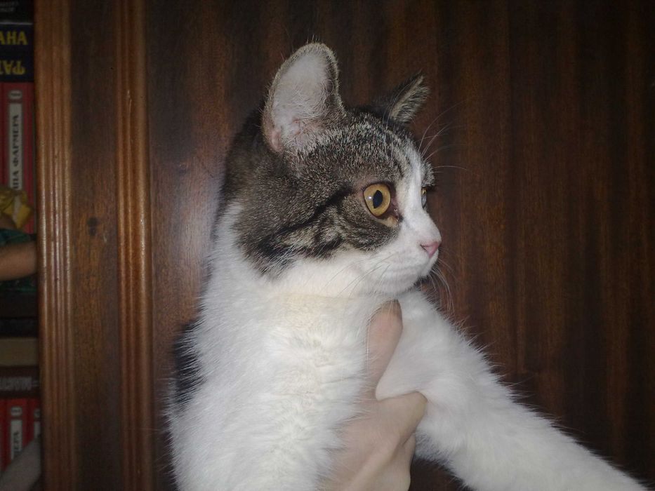 Красивый котик британец, 1 год, плоскомордый.