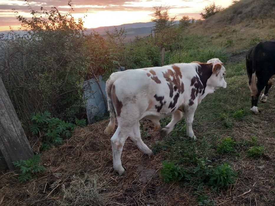 Vand taur 8 luni