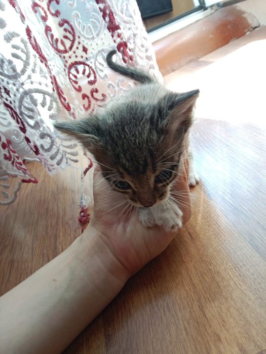 Котята маленькие