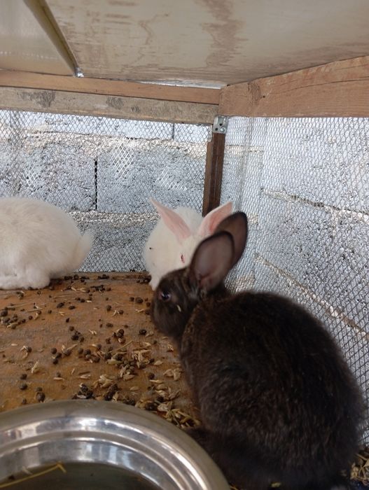 Quyon bolalari sotiladi