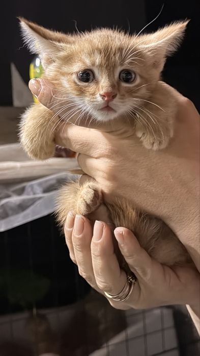 Котята крысоловы