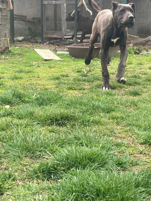 Немски дог продавам