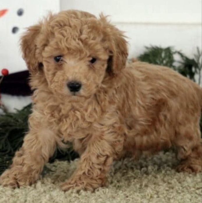 Пудел мини априкот мъжко