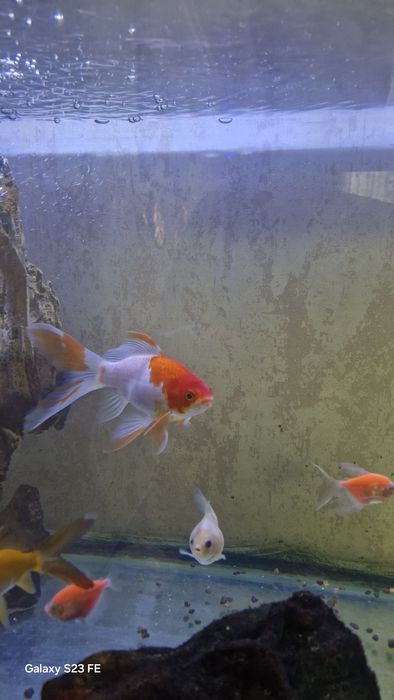 Продается Золотая рыбка