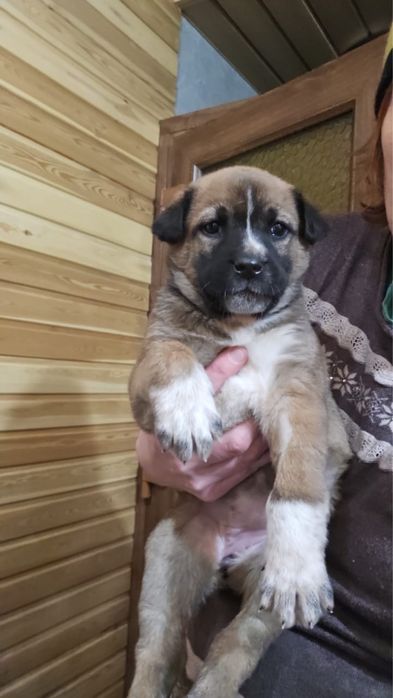 Крошка 1,5 месяца ищет домик