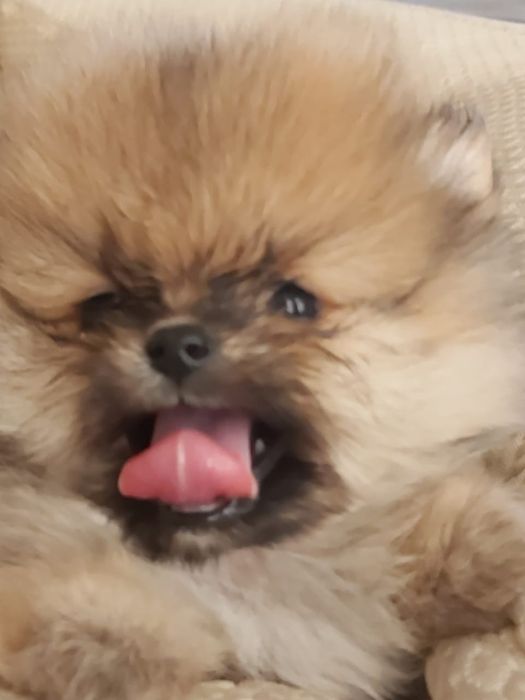 Шпиц померанский бронь щенков