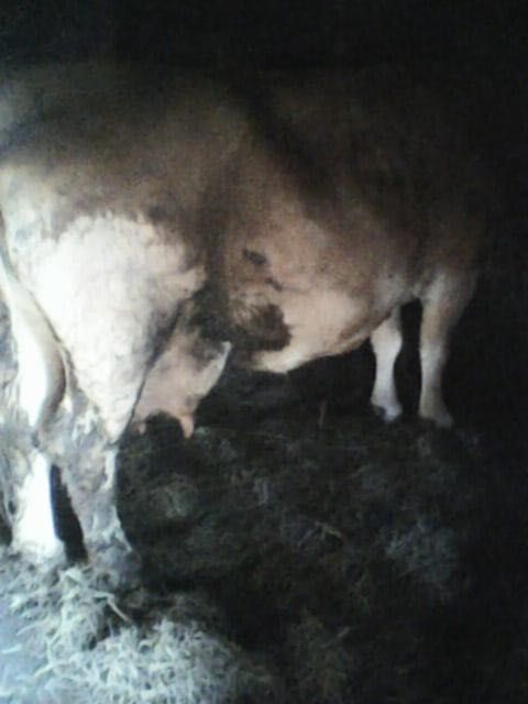 Vând vaca și junincă