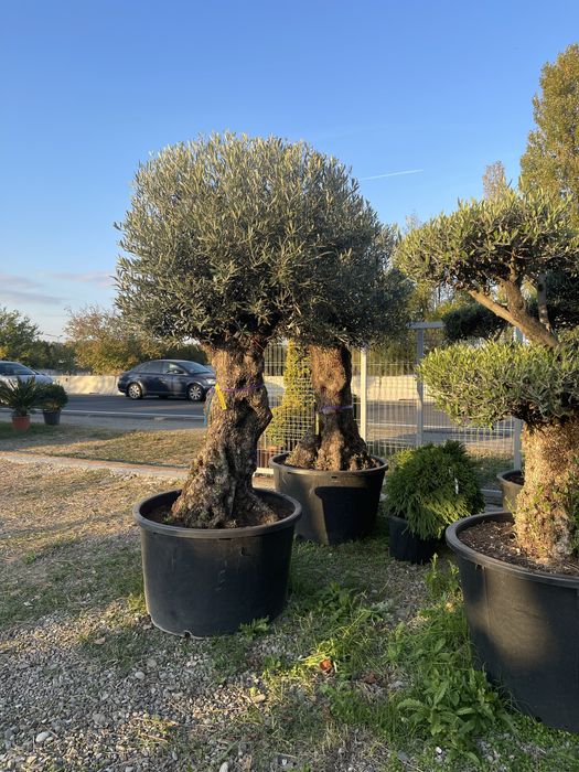 (Maslin secular) (palmieri rezistenti la inghet)