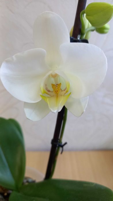 Орхидея фаленопсис белая цветущая продам