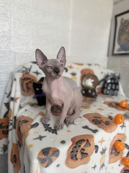 Baietel Sphynx blue point pedigree teste