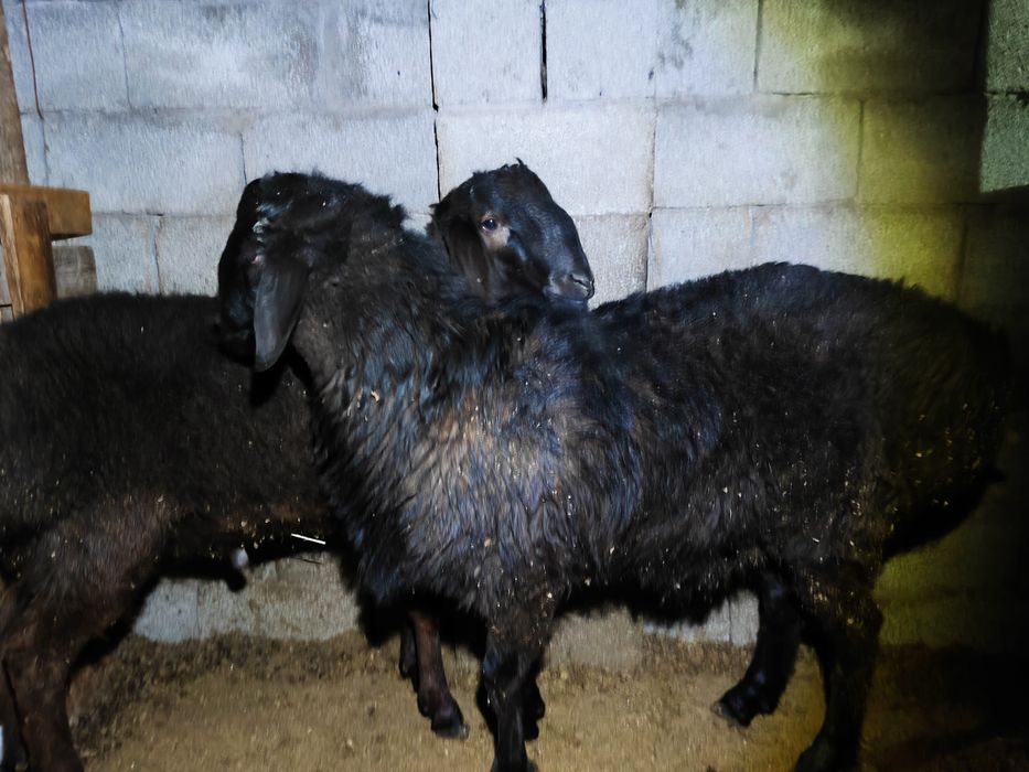 Семіз екі қошқар бар