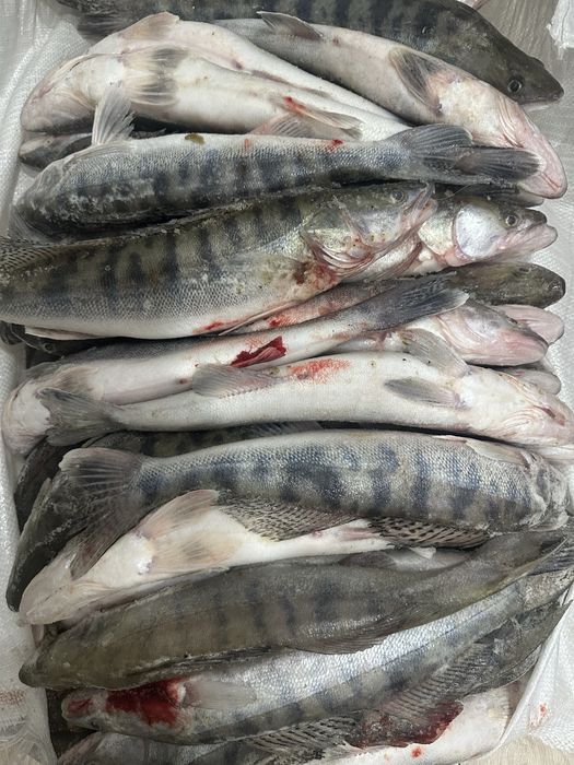 Судак рыба продается