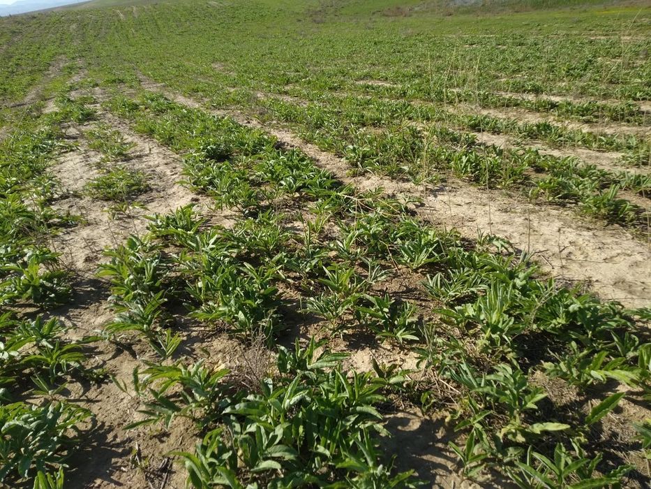 Каврак кучатлари Улжан uljon