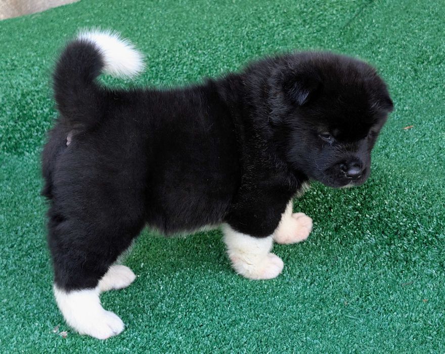 Femelă Akita American - din linii de sânge PREMIUM