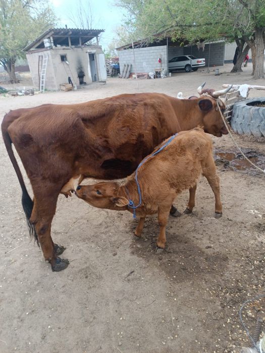 Бұзаулы сиыр сатылады