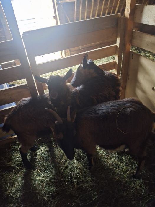 Vând  capre alpine franceze