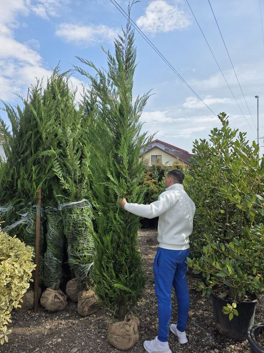 Leylandi chiparos oferta de primăvară