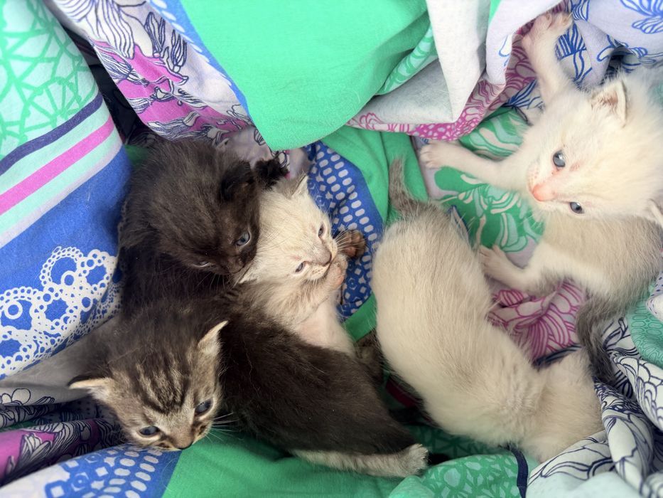 Котята бесплатно