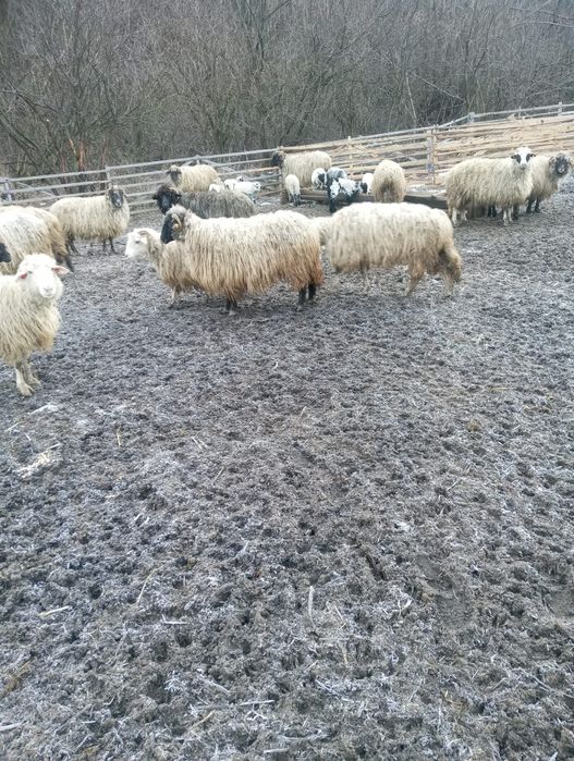 Oi bucălai de vânzare