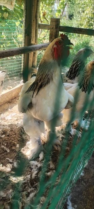 Брама товуклар сотилади