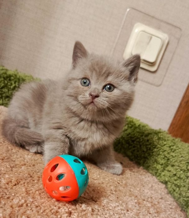 Девочки и мальчики 1.5 мес