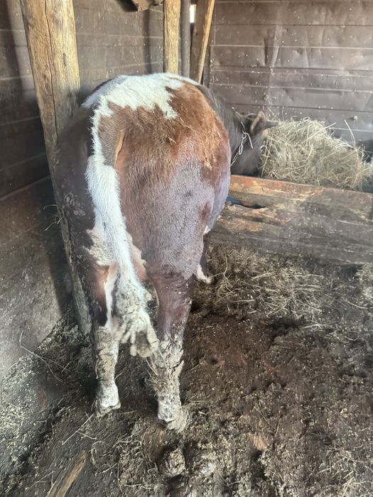 Продаммм бычковв