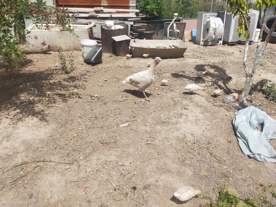 Срочно продам индюков и индюшат