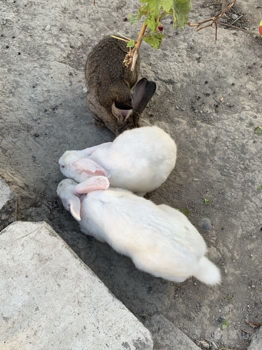 Flandr zotli quyon sotiladi!