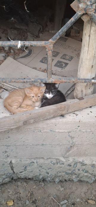 Отдам        котят