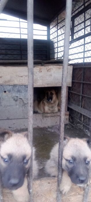 Бельгийская овчарка