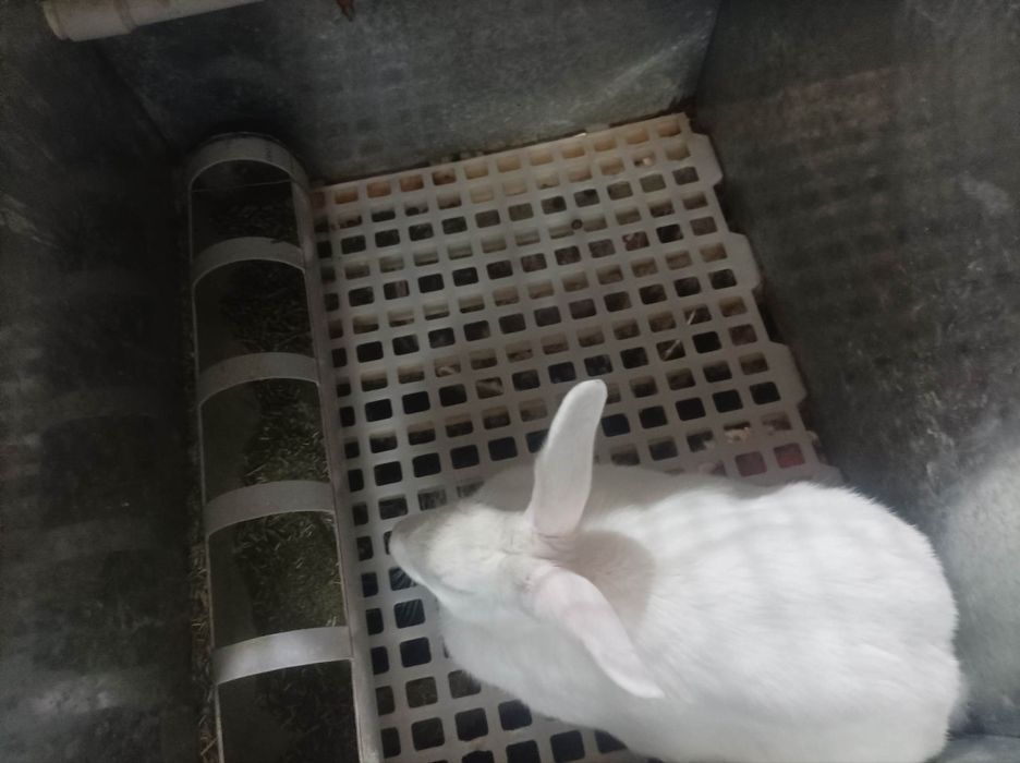 Toza qonli xikol quyonlar sotiladi