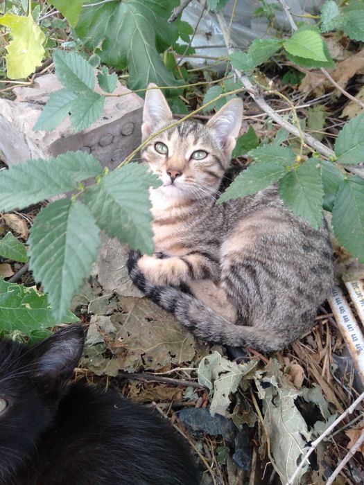 Крысолов котик ищет дом