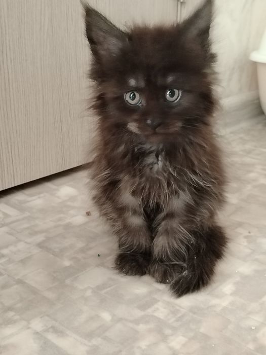 Мейн куны нежные гиганты