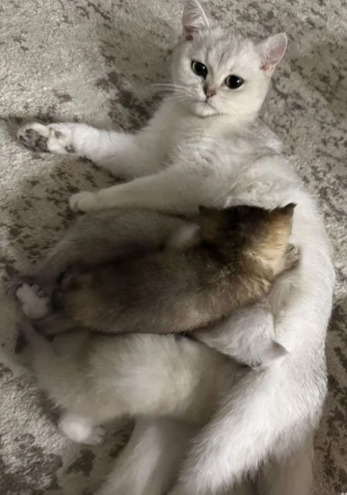 Британский Серабрист Шиншила. Киз. Угил